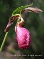 Pink Lady's-slipper - Cypridedium acaule